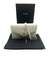 Saint Laurent Envelope Chain Wallet in Cream